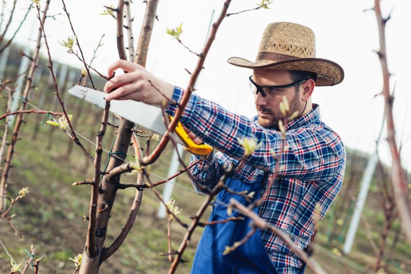Grapevine Pruning