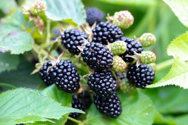 Blackberry Bush Removal in Chillicothe