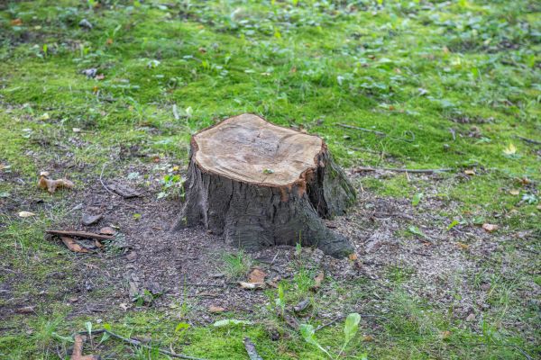 Bush Stump Removal in Chillicothe