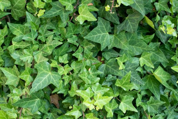 Cost of English Ivy Removal in Chillicothe