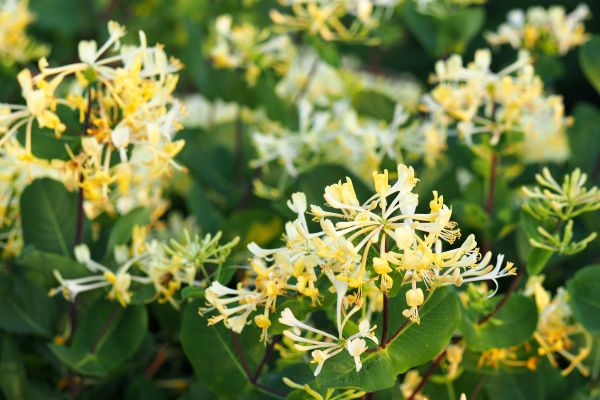 Cost of Honeysuckle Removal in Chillicothe