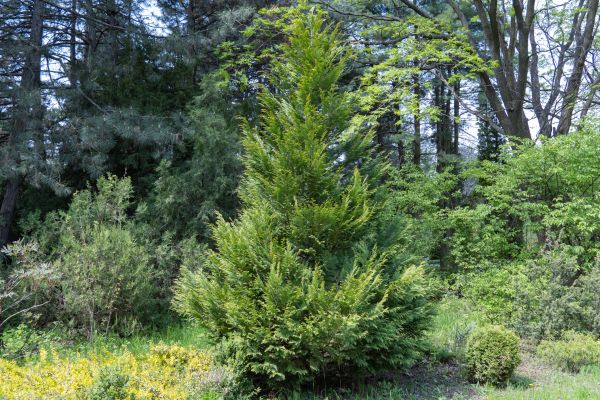 Cost of Juniper Pruning in Chillicothe