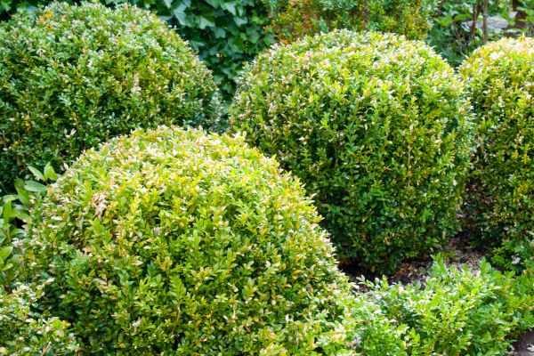 Cost of Landscape Trimming Service in Chillicothe