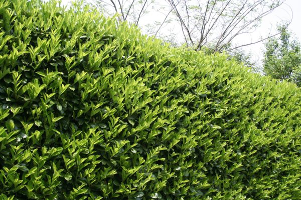 Cost of Laurel Removal in Chillicothe