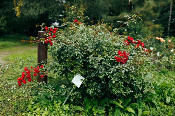 Cost of Rose Bush Removal in Chillicothe
