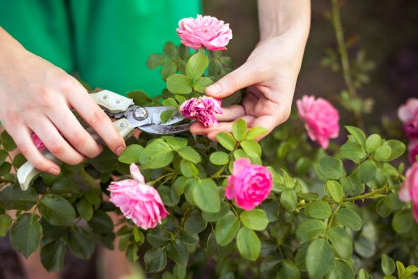 Cost of Rose Trimming in Chillicothe
