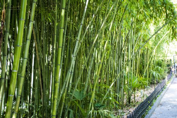 Cost of Bamboo Root Removal in Chillicothe