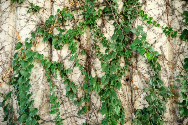 Cost of Vine Removal Service in Chillicothe