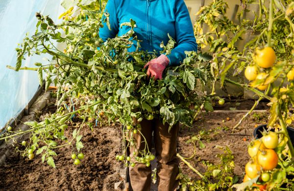Cost of Garden Plant Removal in Chillicothe