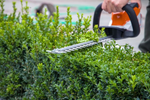 Hedge Shearing in Chillicothe