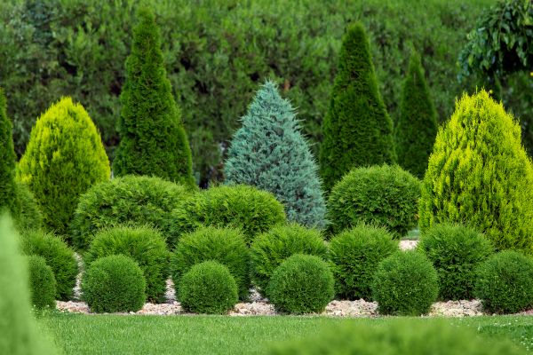 Cost of Shrub Shaping in Chillicothe
