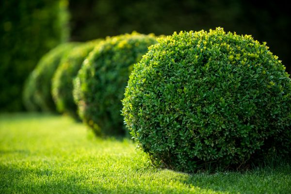 Cost of Bush Pruning in Chillicothe
