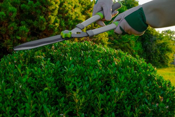 Cost of Topiary Shearing in Chillicothe