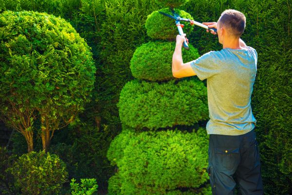 Cost of Topiary Shaping in Chillicothe