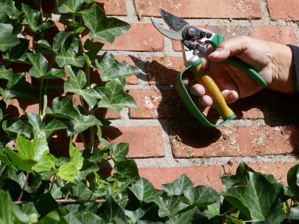 Cost of Ivy Removal Service in Chillicothe