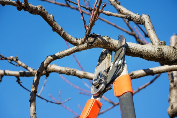 Cost of Selective Pruning in Chillicothe