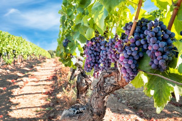 Cost of Grapevine Pruning in Chillicothe