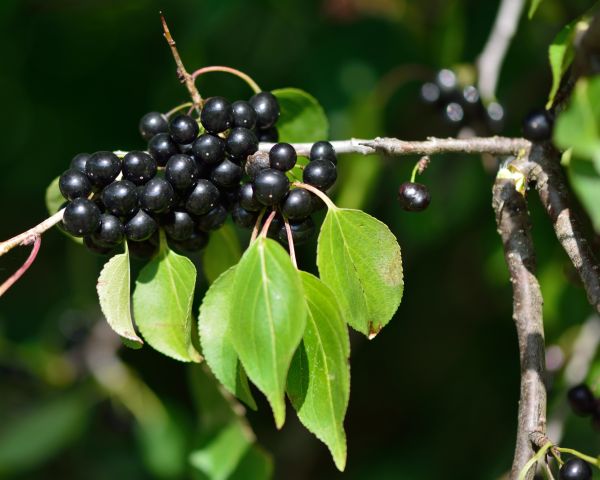Cost of Buckthorn Removal in Chillicothe