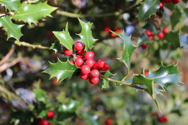 Cost of Holly Tree Trimming in Chillicothe