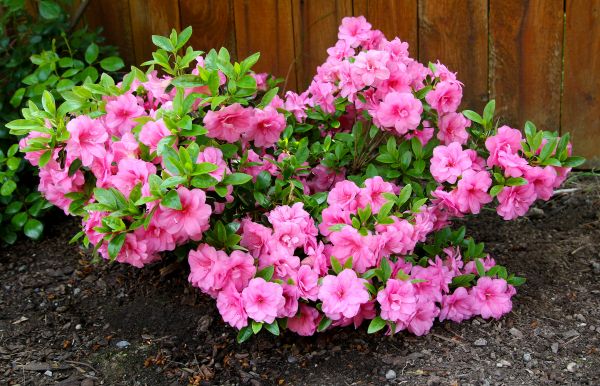 Cost of Azaleas Removal in Chillicothe