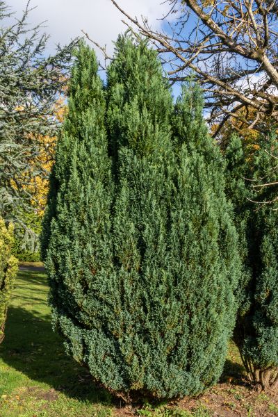 Cost of Juniper Trimming in Chillicothe