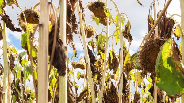 Cost of Dead Plant Removal in Chillicothe