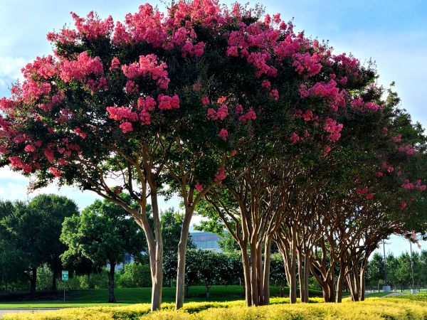 Cost of Crepe Myrtle Pruning in Chillicothe