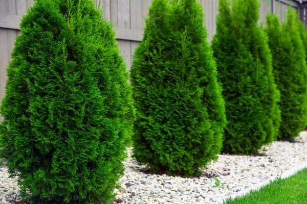 Cost of Arborvitae Pruning in Chillicothe