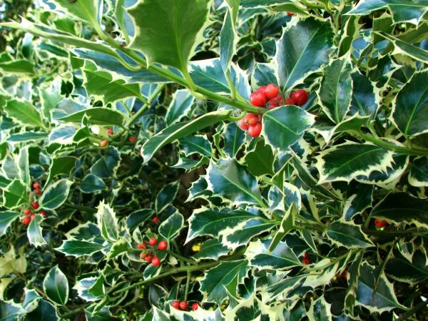 Cost of Holly Bushes Trimming in Chillicothe
