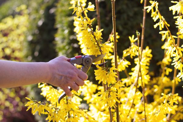 Cost of Forsythia Pruning in Chillicothe