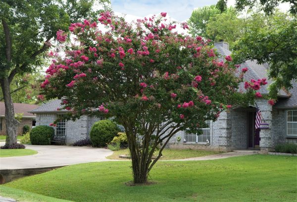 Crepe Myrtle Trimming in Chillicothe