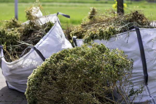 Cost of Shrubs Removal in Chillicothe