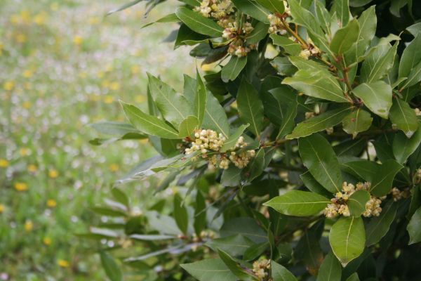 Cost of Laurel Trimming in Chillicothe