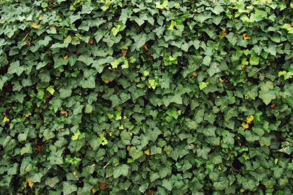 Cost of Ivy Pruning service in Chillicothe