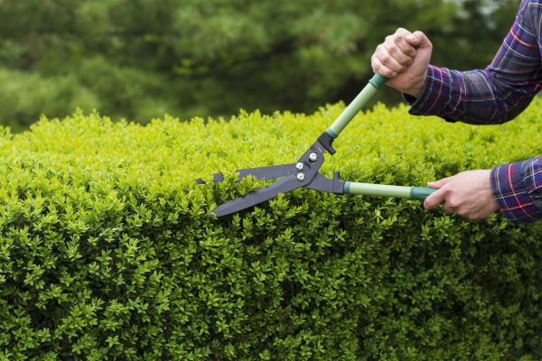 Cost of Evergreen Shrub Pruning in Chillicothe