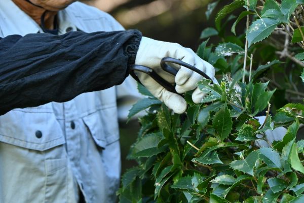 Holly Pruning in Chillicothe
