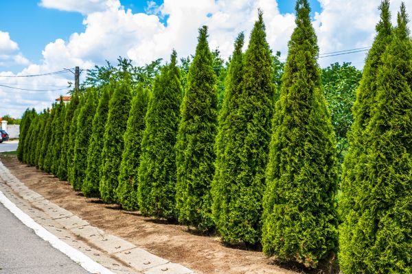Cost of Arborvitae Shearing in Chillicothe