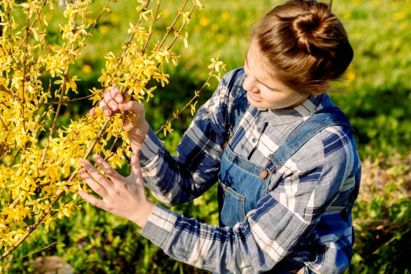 Cost of Forsythia Trimming in Chillicothe