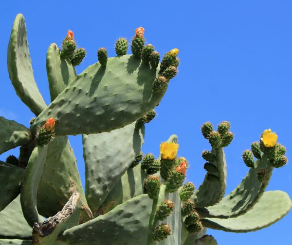 Cost of Cactus Removal in Chillicothe