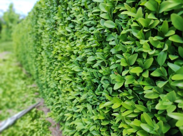 Cost of Boxwood Pruning in Chillicothe