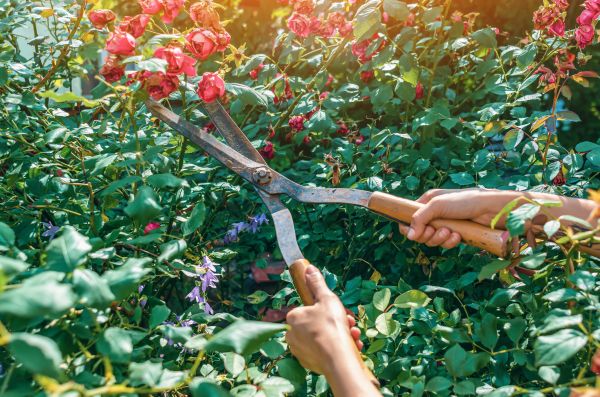Knockout Roses Pruning in Chillicothe
