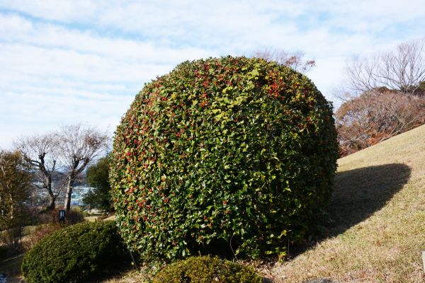Cost of Holly Shrub Pruning in Chillicothe