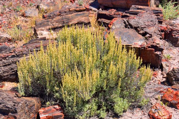 Cost of Sagebrush Removal in Chillicothe