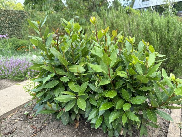 Cost of Laurel Hedge Trimming in Chillicothe