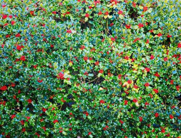 Cost of Holly Bush Removal in Chillicothe