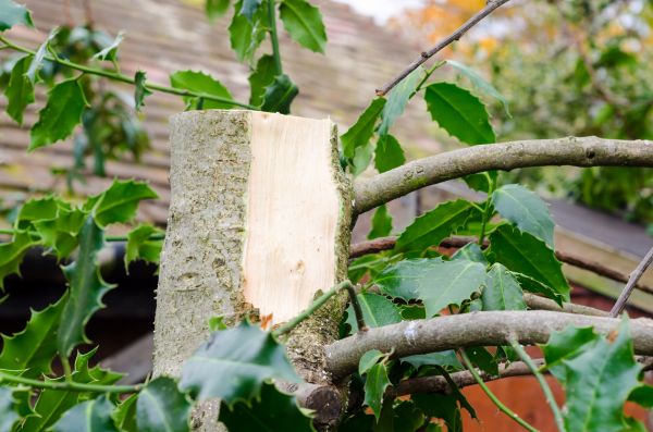 Cost of Holly Tree Removal in Chillicothe