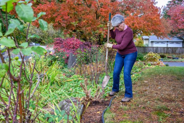 Cost of Dead Bush Removal in Chillicothe