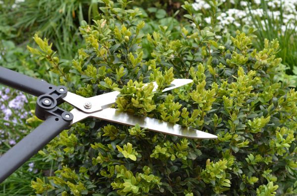 Cost of Boxwood Trimming in Chillicothe