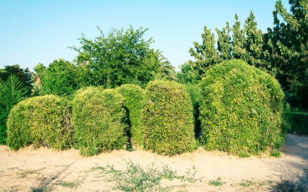 Cost of Bamboo Hedge Removal in Chillicothe