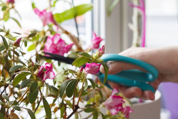 Azalea Pruning in Chillicothe